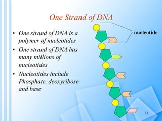 One Strand of DNA
• One strand of DNA is a
polymer of nucleotides
• One strand of DNA has
many millions of
nucleotides
• N...