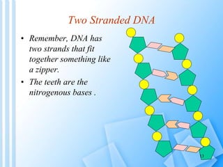 Two Stranded DNA
• Remember, DNA has
two strands that fit
together something like
a zipper.
• The teeth are the
nitrogenou...