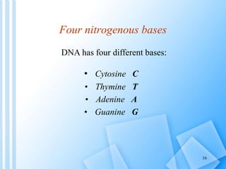 Four nitrogenous bases
• Cytosine C
• Thymine T
• Adenine A
• Guanine G
DNA has four different bases:
16
 
