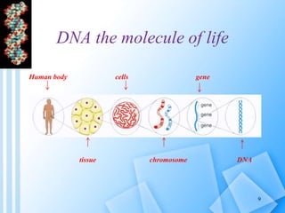 DNA the molecule of life
Human body cells gene
tissue chromosome DNA
9
 