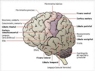 FASE SEUDOCIENTÍFICA:
E) Frenología.- Pretendió
correlacionar las funciones
intelectuales y los instintos con las
zonas del cerebro; determinando que a
mayor o menor desarrollo de estas
zonas se afecta la conducta del hombre.
 