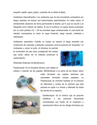 pequeño cepillo, agua y jabón, cuidando de no dañar el tejido.
Cadáveres Saponificados: Los cadáveres que se han encontrado sumergidos por
largos períodos de tiempo son denominados saponificados. En estos casos, el
entintamiento destruiría de forma permanente el diseño, por lo que se recurre a la
fotografía como método de réplica. Si por el contrario, el cuerpo estuvo sumergido
por un corto período (12 – 24 hs) excretará agua continuamente, lo cual podrá ser
salvado sumergiendo la mano en agua hirviendo, luego secado, entintado y
estampado.
Cadáveres quemados: Cuando un cuerpo se expone al fuego presenta una
contracción de músculos y tendones conocidos como la posición de “boxeador”. Al
contraerse y cerrar el puño, el individuo no permite
la combustión de esa zona, protegiendo las crestas
que serán claras de no haberse producido la
carbonización.
Diferentes Sistemas de Identificación
Papiloscopía: Es la disciplina técnica, que realiza un
estudio o examen de las papilas. Refiriéndonos a la yema de los dedos, éstos
están formados por papilas dérmicas que
sobresalen formando crestas papilares. La
Papiloscopía se encentra fundada en el principio
de Mismidad y consta de la premisa que toda
persona es igual a sí misma y diferente de todas
las demás de su especie.
Dactiloscopia: Es la ciencia que se propone
identificar a las personas físicamente
consideradas por medio de la impresión o
reproducción física de los dibujos formados por
 