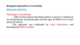 Biological explanations of criminality
Body type and Crime
Physiology or Somatotype
- refers to the study of the body build of a person in relation to
his temperament and personality and the type of offense he is most
prone to commit.
This approach was originated by Ernst Kretschmer and
developed by William Seldon.
 