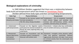 Biological explanations of criminality
In 1949 William Sheldon suggested that there was a relationship between
body build and temperament which was known as Somatotype Theory.
Sheldon defined three body types and their corresponding temperaments:
Body Type Physical Attributes Temperament
1. Ectomorph
(linearity and frailty)
Focused on the nervous system and
the brain (ectoderm).
Tall, thin, bony, droopy shoulders
Cerebrotonic – full of complaints, insomniac
with chronic fatigue and sensitive skin,
nervous and self-conscious, artistic, overly
sensitive, and love piracy, an introvert.
2. Endomorph
(soft temperament)
Focused on the digestive system,
particularly the stomach (endoderm)
Round, fat, short, tapering limbs, and
small bones.
Viscerotonic – relaxed, jolly, lazy, comfortable,
love of comfort and luxury, an extrovert.
3. Mesomorph
(Square Masculinity
and skeletal
massiveness)
Focused on musculature and the
circulatory system ( mesoderm).
Muscular with athletic built.
Somotonic – energetic, active, dynamic, walks,
talks and gestures assertively; behaves
aggressively; dominant; risk taker; more prone
to criminal activity than the ectomorphs and
endomorphs.
 