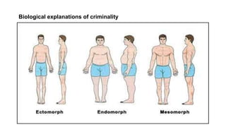Biological explanations of criminality
 