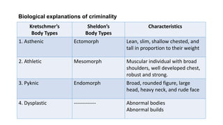Biological explanations of criminality
Kretschmer’s
Body Types
Sheldon’s
Body Types
Characteristics
1. Asthenic Ectomorph Lean, slim, shallow chested, and
tall in proportion to their weight
2. Athletic Mesomorph Muscular individual with broad
shoulders, well developed chest,
robust and strong.
3. Pyknic Endomorph Broad, rounded figure, large
head, heavy neck, and rude face
4. Dysplastic ------------- Abnormal bodies
Abnormal builds
 