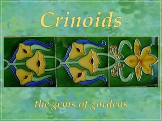 Crinoids the gems of gardens 