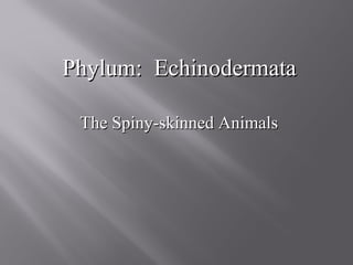 Phylum: EchinodermataPhylum: Echinodermata
The Spiny-skinned AnimalsThe Spiny-skinned Animals
 