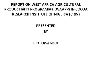 REPORT ON WEST AFRICA AGRICULTURAL
PRODUCTIVITY PROGRAMME (WAAPP) IN COCOA
RESEARCH INSTITUTE OF NIGERIA (CRIN)
PRESENTED
BY
E. O. UWAGBOE
 