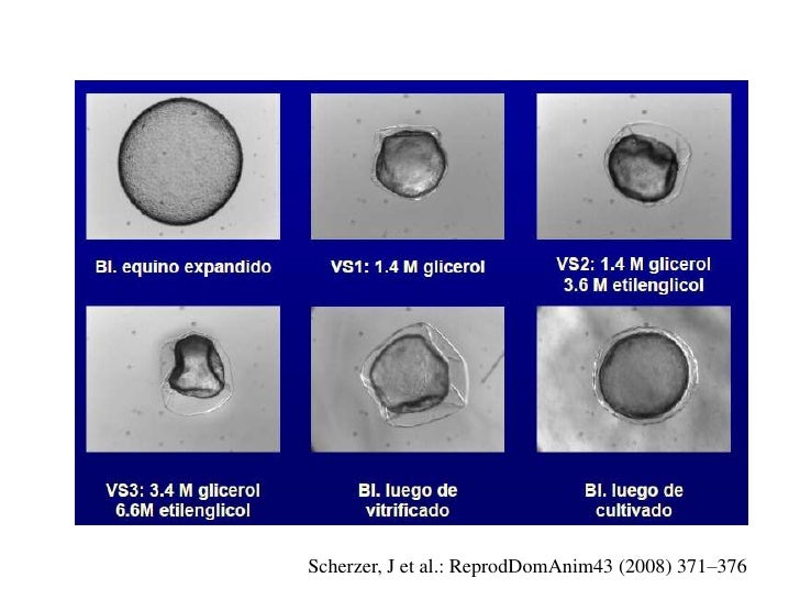 Criopreservación de embriones