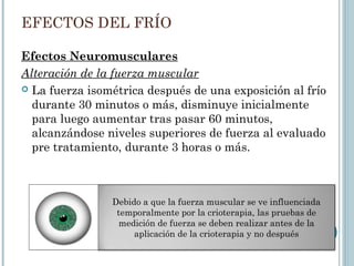 EFECTOS DEL FRÍO
Efectos Neuromusculares
Alteración de la fuerza muscular
 La fuerza isométrica después de una exposición al frío
durante 30 minutos o más, disminuye inicialmente
para luego aumentar tras pasar 60 minutos,
alcanzándose niveles superiores de fuerza al evaluado
pre tratamiento, durante 3 horas o más.
Debido a que la fuerza muscular se ve influenciada
temporalmente por la crioterapia, las pruebas de
medición de fuerza se deben realizar antes de la
aplicación de la crioterapia y no después
 