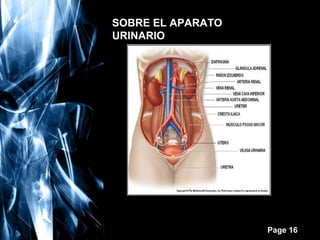 SOBRE EL APARATO
URINARIO

Free Powerpoint Templates

Page 16

 
