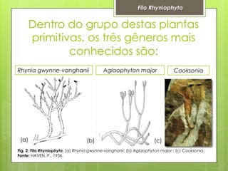 Filo Rhyniophyta

Dentro do grupo destas plantas
primitivas, os três gêneros mais
conhecidos são:
Rhynia gwynne-vanghanii

(a)

(b)

Aglaophyton major

Cooksonia

(c)

Fig. 2: Filo Rhyniophyta, (a) Rhynia gwynne-vanghanii; (b) Aglaophyton major ; (c) Cooksonia.
Fonte: HAVEN, P., 1936.

 