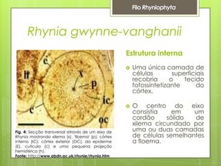 Rhynia gwynne-vanghanii
Estrutura interna




Fig. 4: Secção transversal através de um eixo de
Rhynia mostrando xilema (x), 'floema' (p), córtex
interno (IC), córtex exterior (OC), da epiderme
(E), cutícula (c) e uma pequena projeção
hemisférica (h).
Fonte: http://www.abdn.ac.uk/rhynie/rhynia.htm

Uma única camada de
células
superficiais
recobria
o
tecido
fotossintetizante
do
córtex.
O centro do eixo
consistia
em
um
cordão
sólido
de
xilema circundado por
uma ou duas camadas
de células semelhantes
a floema.

 