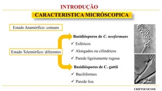 CRIPTOCOCOSE
INTRODUÇÃO
CARACTERISTICA MICRÓSCOPICA
Estado Anamórfico: comuns
Estado Telemórfico: diferentes
Basidiósporos de C. neoformans
 Esféricos
 Alongados ou cilíndricos
 Parede ligeiramente rugosa
Basidiósporos de C. gattii
 Baciliformes
 Parede lisa
 