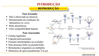 CRIPTOCOCOSE
REPRODUÇÃO
INTRODUÇÃO
Fase Sexuada:
 Não é observada na natureza
 Demonstrada em condições de
laboratório (in vitro)
 Hifas dicarióticas
 Uma compatibilidade bipolar
Fase Assexuada:
 Células haplóides
 Cápsula polissacarídea
 Formato arredondados ou ovalados
 Sem presença hifas ou pseudo-hifas
 Brotamentos singulares ou múltiplos
 Diâmetros de aproximadamente 2-8 µm
 