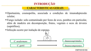 CRIPTOCOCOSE
CARACTERISTICAS GERAIS
INTRODUÇÃO
 Oportunista, cosmopolita, associada a condições de imunodepressão
celular;
 Fungo isolado: solo contaminado por fezes de aves, pombos em particular,
além de madeira em decomposição, frutos, vegetais e ocos de árvores
(saprófitos);
 Infecção ocorre por inalação de esporos.
C. gattii
C. neoformans Imunossuprimidos
Imunocompetentes
 
