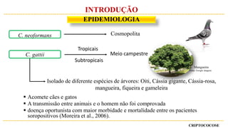 CRIPTOCOCOSE
EPIDEMIOLOGIA
INTRODUÇÃO
 Acomete cães e gatos
 A transmissão entre animais e o homem não foi comprovada
 doença oportunista com maior morbidade e mortalidade entre os pacientes
soropositivos (Moreira et al., 2006).
C. gattii
Tropicais
Subtropicais
Meio campestre
Isolado de diferente espécies de árvores: Oiti, Cássia gigante, Cássia-rosa,
mangueira, fiqueira e gameleira
Mangueira
Fonte: Google imagens
C. neoformans Cosmopolita
 