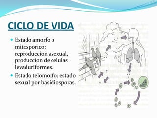 CICLO DE VIDA
 Estado amorfo o

mitosporico:
reproduccion asexual,
produccion de celulas
levaduriformes.
 Estado telomorfo: estado
sexual por basidiosporas.

 