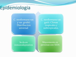 Epidemiologia
C. neoformans var.
y var. grubii:
Distribucion
unversal.

Se da en
inmunodepresivos

C. neoformans var.
gatii: Climas
tropicales y
subtropicales.

Mayormente en
personas con SIDA

 