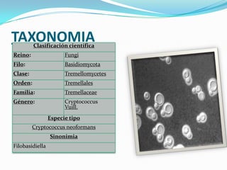 TAXONOMIA
Clasificación científica

Reino:

Fungi

Filo:

Basidiomycota

Clase:

Tremellomycetes

Orden:

Tremellales

Familia:

Tremellaceae

Género:

Cryptococcus
Vuill.
Especie tipo

Cryptococcus neoformans
Sinonimia

Filobasidiella

 