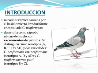 INTRODUCCION
 micosis sistémica causada por

el basidiomiceto levaduriforme
encapsulado C. neoformans.
 desarrolla como sáprobo
ubicuo del suelo, con
excrementos de paloma. Se
distinguen cinco serotipos (A,
B, C, D y AD) y dos variedades:
C. neoformans var. neoformans
(serotipos A, D y AD) y C.
neoformans var. gatti
(serotipos B y C).

 