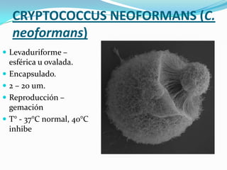 CRYPTOCOCCUS NEOFORMANS (C.
neoformans)
 Levaduriforme –






esférica u ovalada.
Encapsulado.
2 – 20 um.
Reproducción –
gemación
T° - 37°C normal, 40°C
inhibe

 