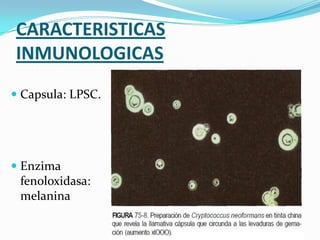 CARACTERISTICAS
INMUNOLOGICAS
 Capsula: LPSC.

 Enzima
fenoloxidasa:
melanina

 
