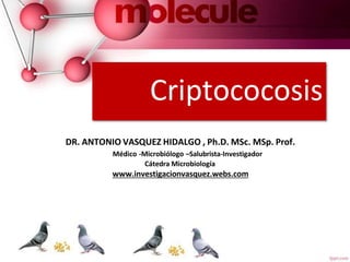 Criptococosis
DR. ANTONIO VASQUEZ HIDALGO , Ph.D. MSc. MSp. Prof.
Médico -Microbiólogo –Salubrista-Investigador
Cátedra Microbiología
www.investigacionvasquez.webs.com
 