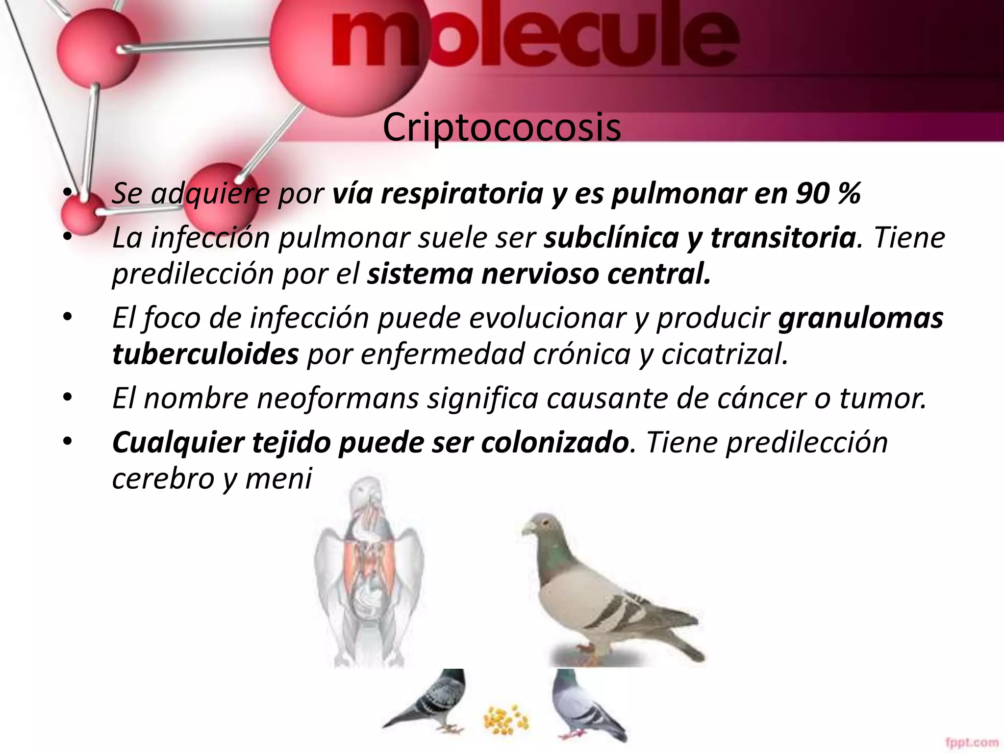 Criptococosis | PPT