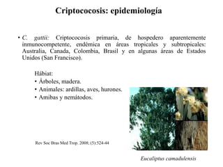 Eucaliptus camadulensis
Criptococosis: epidemiología
• C. gattii: Criptococosis primaria, de hospedero aparentemente
inmunocompetente, endémica en áreas tropicales y subtropicales:
Australia, Canada, Colombia, Brasil y en algunas áreas de Estados
Unidos (San Francisco).
Hábiat:
• Árboles, madera.
• Animales: ardillas, aves, hurones.
• Amibas y nemátodos.
Rev Soc Bras Med Trop. 2008; (5):524-44
 