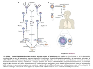 Las esporas y células de levadura desecadas inician la infección después de la inhalación. Las esporas son el resultado de ya sea el apareamiento
entre las células de tipos de apareamiento opuestos (Mata o MATα) y posterior formación del dicarión (izquierda), o de apareamiento unisexuales de
células MATα para establecer un tipo de célula monokariótica (derecha). En ambos casos, el desarrollo sexual dentro del monocarión o dicarión
filamentoso resulta en la meiosis y esporulación. Las esporas germinan para producir células haploides, semejantes a las levaduras que se dividen por
gemación. B) Las células de levadura pueden desecarse en el medio ambiente de tal manera que su pequeño tamaño permite la inhalación profunda en el
tejido pulmonar. La germinación de esporas o el crecimiento vegetativo de las células de levadura en el tejido pulmonar resulta en la proliferación de
células en ciernes y la formación de células gigantes en una fracción de la población. Note que las células no están dibujados a escala.
 