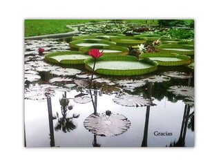 Gracias
 
