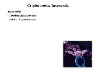 Criptococosis: Taxonomía
Taxonomía:
• División: Basidiomycota
• Familia: Filobasidiaceae
 
