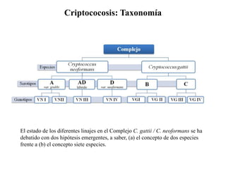 Criptococosis: Taxonomía
El estado de los diferentes linajes en el Complejo C. gattii / C. neoformans se ha
debatido con dos hipótesis emergentes, a saber, (a) el concepto de dos especies
frente a (b) el concepto siete especies.
 