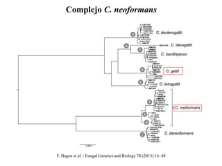 Complejo C. neoformans
F. Hagen et al. / Fungal Genetics and Biology 78 (2015) 16–48
 