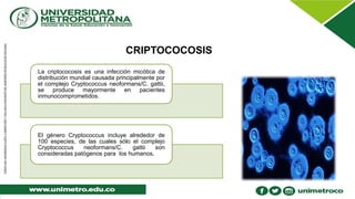 Criptococosis | PPTX