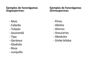 Ejemplos de Fanerógamas
Angiospermas:
- Maíz
- Cebolla
- Tulipán
- Jacarandá
- Tipa
- Geráneo
- Gladiolo
- Rosa
- Junquillo
Ejemplos de Fanerógamas
Gimnospermas:
- Pinos
- Abetos
- Alerces
- Araucarias
- Abedules
- Ginko biloba
 