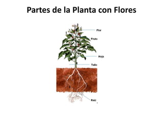 Partes de la Planta con Flores
 