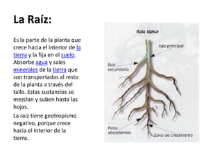 La Raíz:
Es la parte de la planta que
crece hacia el interior de la
tierra y la fija en el suelo.
Absorbe agua y sales
minerales de la tierra que
son transportadas al resto
de la planta a través del
tallo. Estas sustancias se
mezclan y suben hasta las
hojas.
La raíz tiene geotropismo
negativo, porque crece
hacia el interior de la
tierra.
 