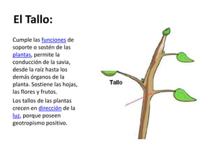 El Tallo:
Cumple las funciones de
soporte o sostén de las
plantas, permite la
conducción de la savia,
desde la raíz hasta los
demás órganos de la
planta. Sostiene las hojas,
las flores y frutos.
Los tallos de las plantas
crecen en dirección de la
luz, porque poseen
geotropismo positivo.
 