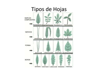 Tipos de Hojas
 