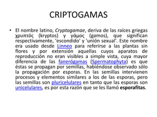 CRIPTOGAMAS
• El nombre latino, Cryptogamae, deriva de las raíces griegas
χρυπτός (kryptos) y γάμος (gamos), que significan
respectivamente, 'escondido' y 'unión sexual'. Este nombre
era usado desde Linneo para referirse a las plantas sin
flores y por extensión aquellas cuyos aparatos de
reproducción no eran visibles a simple vista, cuya mayor
diferencia de las fanerógamas (Spermatophyta) es que
éstas se propagan por semillas, habiéndose observado sólo
la propagación por esporas. En las semillas intervienen
procesos y elementos similares a los de las esporas, pero
las semillas son pluricelulares en tanto que las esporas son
unicelulares, es por esta razón que se les llamó esporafitas.
 