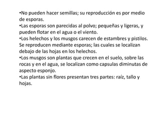 •No pueden hacer semillas; su reproducción es por medio
de esporas.
•Las esporas son parecidas al polvo; pequeñas y ligeras, y
pueden flotar en el agua o el viento.
•Los helechos y los musgos carecen de estambres y pistilos.
Se reproducen mediante esporas; las cuales se localizan
debajo de las hojas en los helechos.
•Los musgos son plantas que crecen en el suelo, sobre las
rocas y en el agua, se localizan como capsulas diminutas de
aspecto esponjo.
•Las plantas sin flores presentan tres partes: raíz, tallo y
hojas.
 