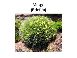 Musgo
(Briofita)
 