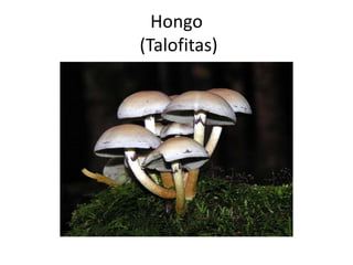 Hongo
(Talofitas)
 