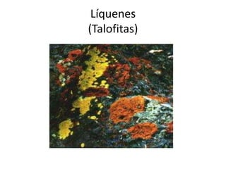 Líquenes
(Talofitas)
 