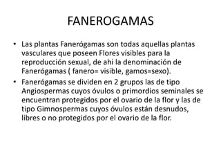 FANEROGAMAS
• Las plantas Fanerógamas son todas aquellas plantas
vasculares que poseen Flores visibles para la
reproducción sexual, de ahi la denominación de
Fanerógamas ( fanero= visible, gamos=sexo).
• Fanerógamas se dividen en 2 grupos las de tipo
Angiospermas cuyos óvulos o primordios seminales se
encuentran protegidos por el ovario de la flor y las de
tipo Gimnospermas cuyos óvulos están desnudos,
libres o no protegidos por el ovario de la flor.
 