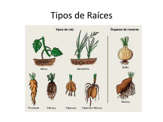 Tipos de Raíces
 