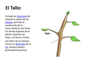 El Tallo:
Cumple las funciones de
soporte o sostén de las
plantas, permite la
conducción de la
savia, desde la raíz hasta
los demás órganos de la
planta. Sostiene las
hojas, las flores y frutos.
Los tallos de las plantas
crecen en dirección de la
luz, porque poseen
geotropismo positivo.
 